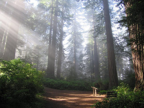 Национальный Парк Редвуд (Redwood)